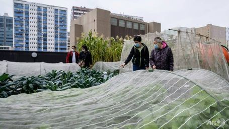 Hong Kong's urban farms sprout gardens in the sky