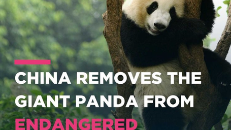 China removes giant pandas from its endangered list