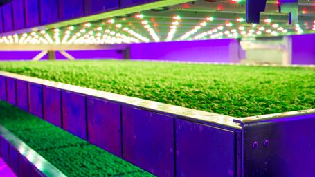 World leaders could dine on ‘vertically farmed’ vegetables at Cop26