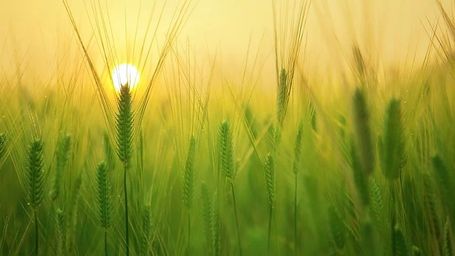 The National Food Strategy presents opportunities and challenges for hospitality