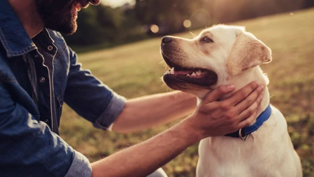 German animal shelter is using Tinder for a good cause — makes profiles of cats and dogs to increase adoption
