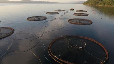 New project to improve salmon farm welfare and sustainability