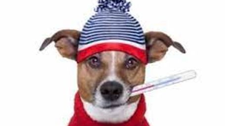 Pet safety in dangerously cold weather