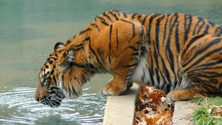 Happy Lunar New Year! Celebrate the Year of the Tiger With These 10 Products From Sustainable, AAPI-owned Brands