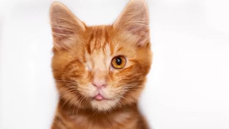 One-Eyed Cat Reunited With Owner After Five Years of Prison Life