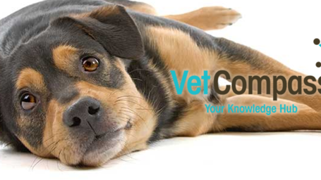 New RVC research helps owners better understand the remaining life expectancy of dogs