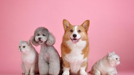 HK government proposes tougher penalties for animal cruelty, mulls mandatory microchipping for cats