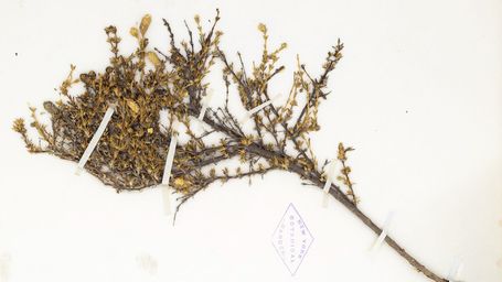 Scientists are hoping to resurrect extinct plants