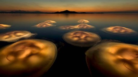 Españoles triunfan en los premios EWPY de fotografía de naturaleza