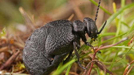 Descubren una especie nueva de escarabajo en el centro de España