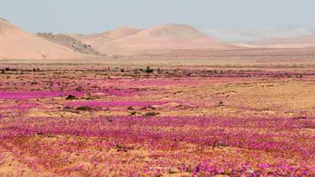 Desierto florido, un laboratorio para estudiar la resistencia de las plantas a la escasez hídrica