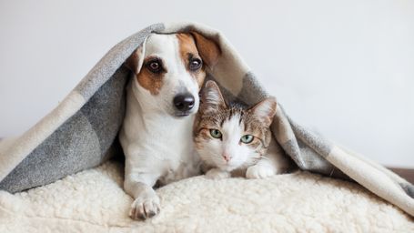 Pets come under protection in road accident law changes