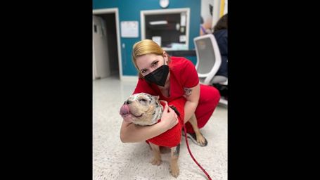 More pets, fewer vets. Experts say veterinarian shortage could affect animal health