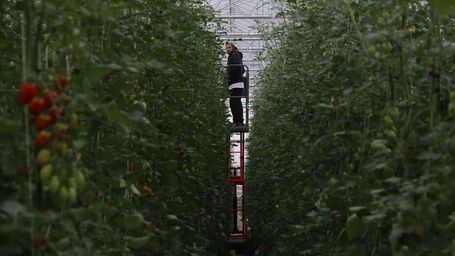Près de Caen, des serres de légumes chauffées par l’incinérateur de déchets voisin