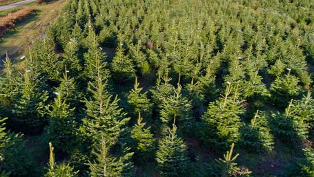 Votre sapin de Noël est-il écolo ?