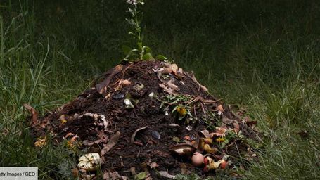 Le compost : qu'est-ce que c'est ?