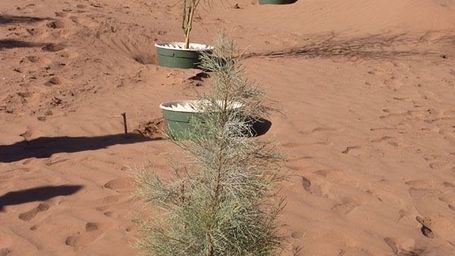 Groasis Waterboxx: Growing trees in the desert is now possible