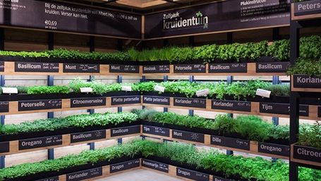 Supermarket Herb Gardens: Less Waste, Better Taste
