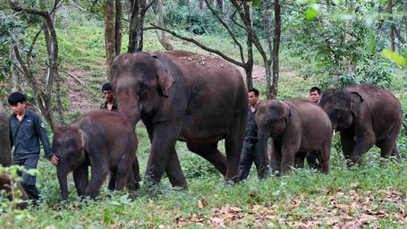 Achievements seen in wildlife protection in Yunan Province, China