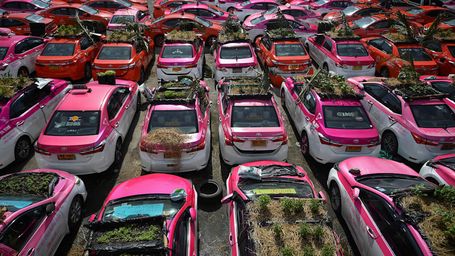 Thai taxi company turns its idle cars into vegetable gardens