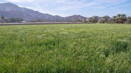 Workshop to study Saudi Green Initiative afforestation plan