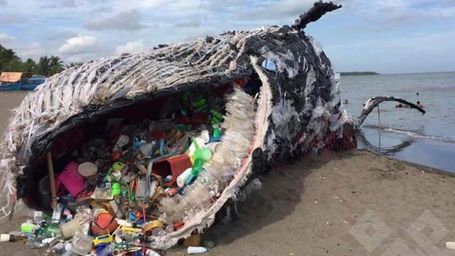 Las amenazas que sufren los océanos siguen sin solución y alterando los ecosistemas