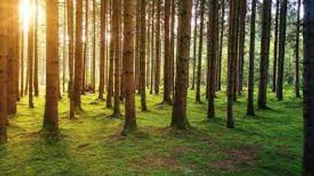 Standard Chartered to open paperless 'green branch' in Hong Kong offering sustainable finance products, says local boss