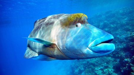 EDNA used to identify endangered fish in wet markets