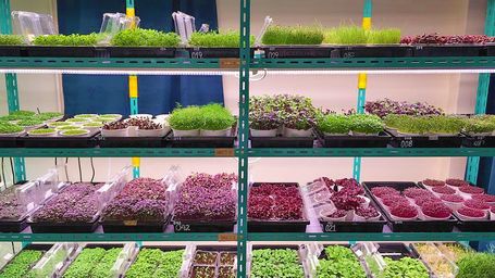 Hong Kong’s Urban Farming Pioneers