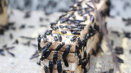 Hong Kong biotech firm wins government contract to use fly maggots to eat up city’s huge organic waste problem