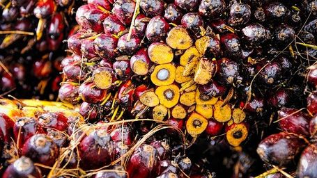 Sri Lanka has banned palm oil imports and phasing out domestic cultivation to prevent deforestation