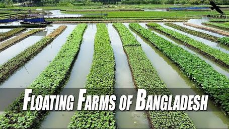 Bangladesh’s floating vegetable gardens offer a path to the future of farming