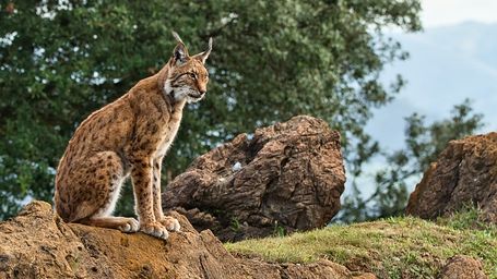 10 consejos para la protección animal