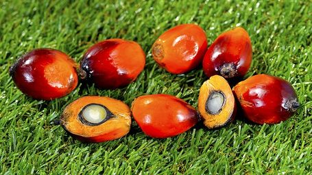 Riddled with environmental concerns, India's palm oil supply chain needs to look at sustainable options