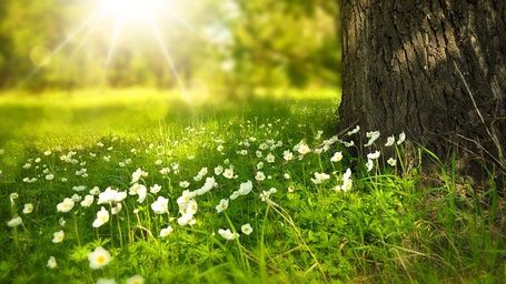 La hierba podría sustituir al plástico en los envases de comida para llevar