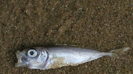 “Si se hubieran empezado a regular los vertidos agrícolas de verdad, igual no habríamos visto este desastre en el mar Menor”