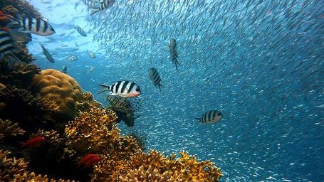 La biodiversidad marina de La Palma se enfrenta a la lava