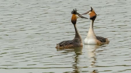 La contaminación por fármacos alcanza a ríos de todo el mundo, incluido el Manzanares