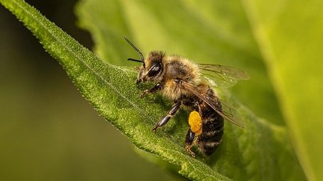 La extinción de insectos pone en riesgo la sostenibilidad agraria del planeta