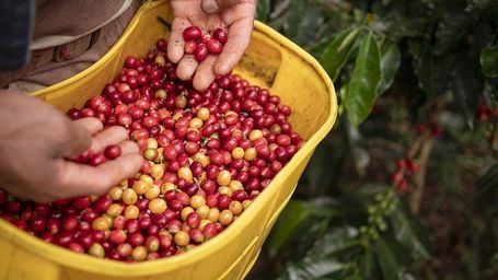 La Comisión Europea crea un premio para reconocer la agricultura y la cadena de valor orgánica