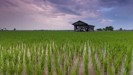 Growing rice with aquatic animals boosts production and reduces chemical use