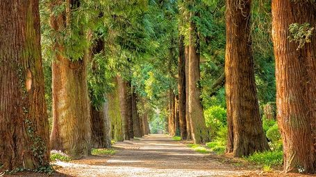 Día Internacional de los Bosques