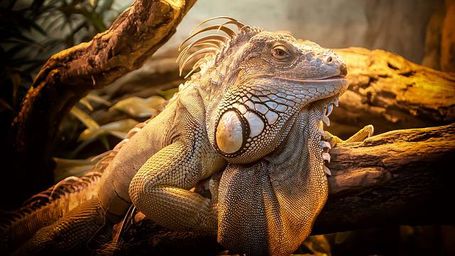 La primera evaluación mundial de los reptiles amenazados concluye que el 21% de estas especies está en peligro de extinción