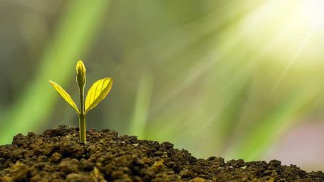 Más de un tercio de las plantas amenazadas en España, en peligro de extinción