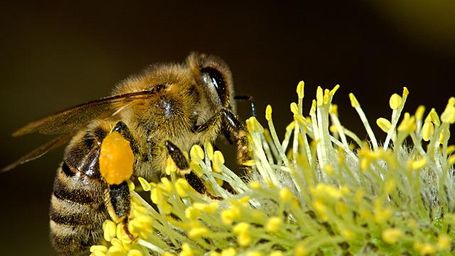 Por qué las abejas son esenciales para las personas y el planeta
