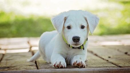 Cómo mantener a tus mascotas frescas en una ola de calor
