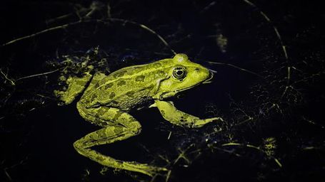 El canto de los animales, una herramienta para estudiar el cambio climático