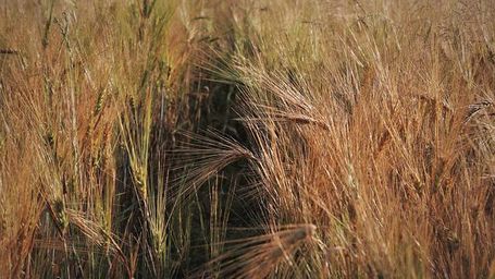 Europe’s summer crops severely affected by extreme weather