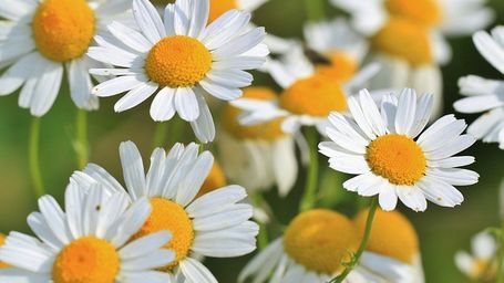 Plantas medicinales que se enfrentan a la extinción