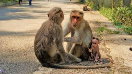 3 Animales que emplean el miedo como estrategia